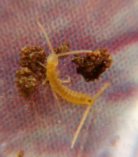Campodeinae